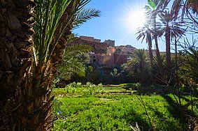 Plantage in Marokko