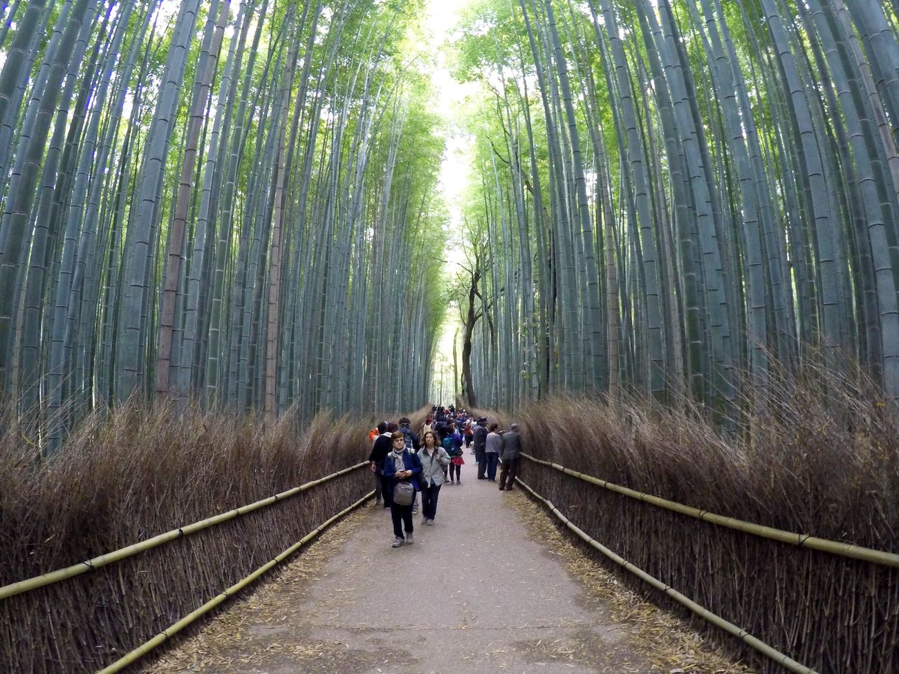 Arashiyama Bambus