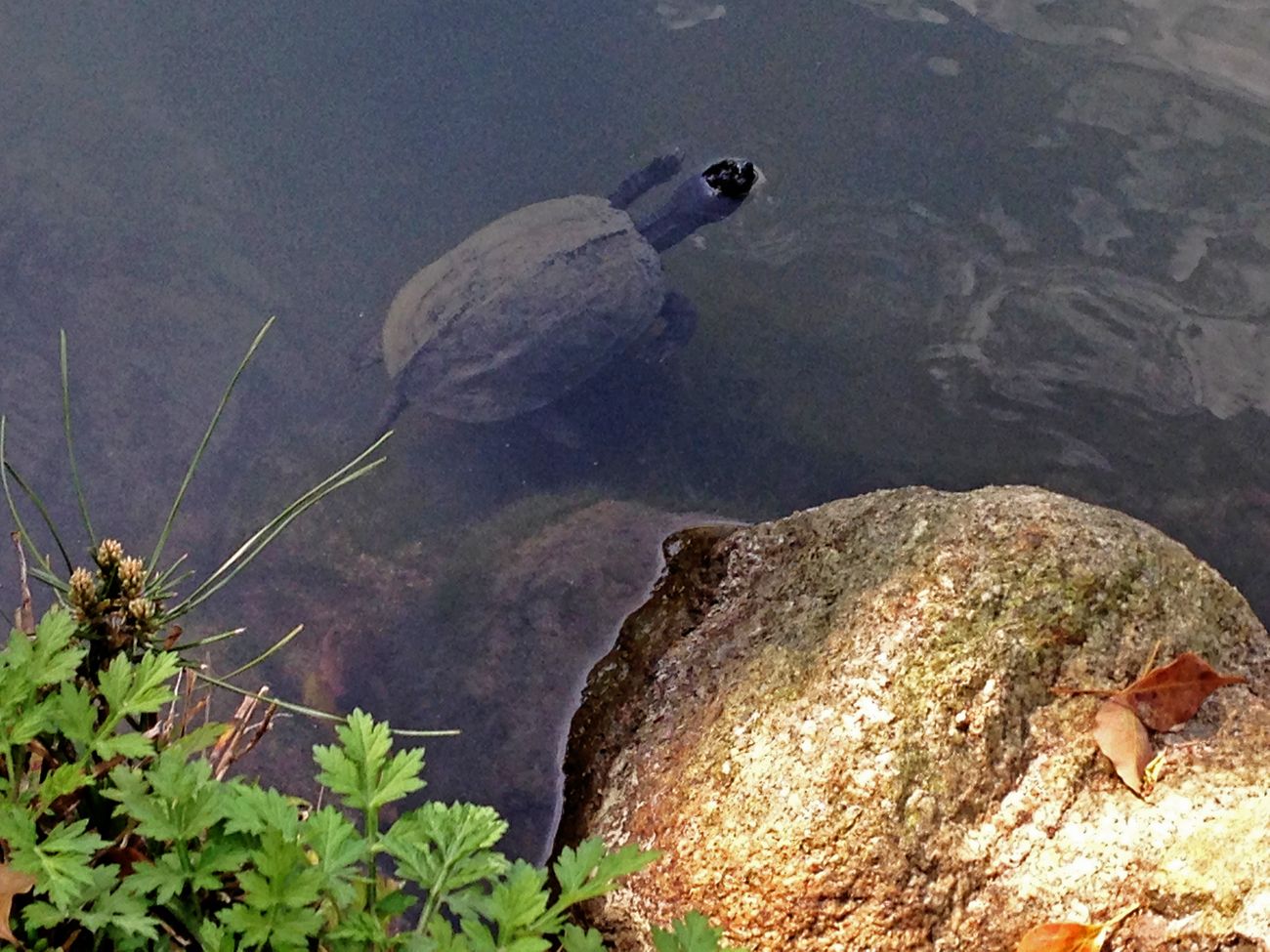 japanische Wasserschildkröte