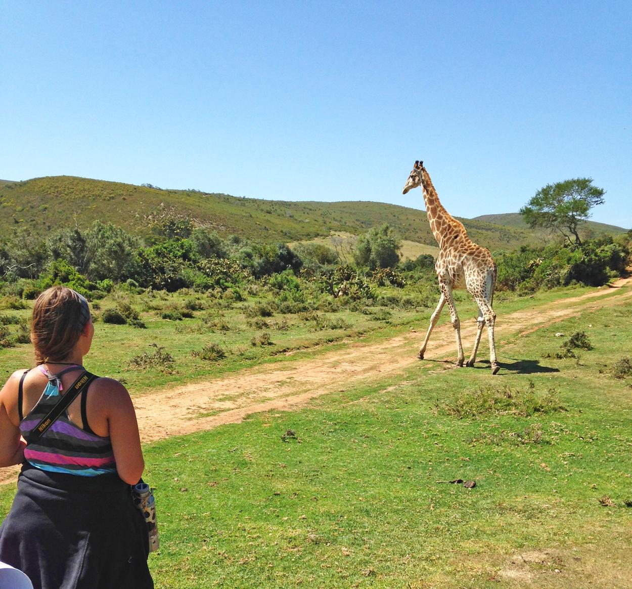 Backpackerin und Giraffe auf Südafrika Trip