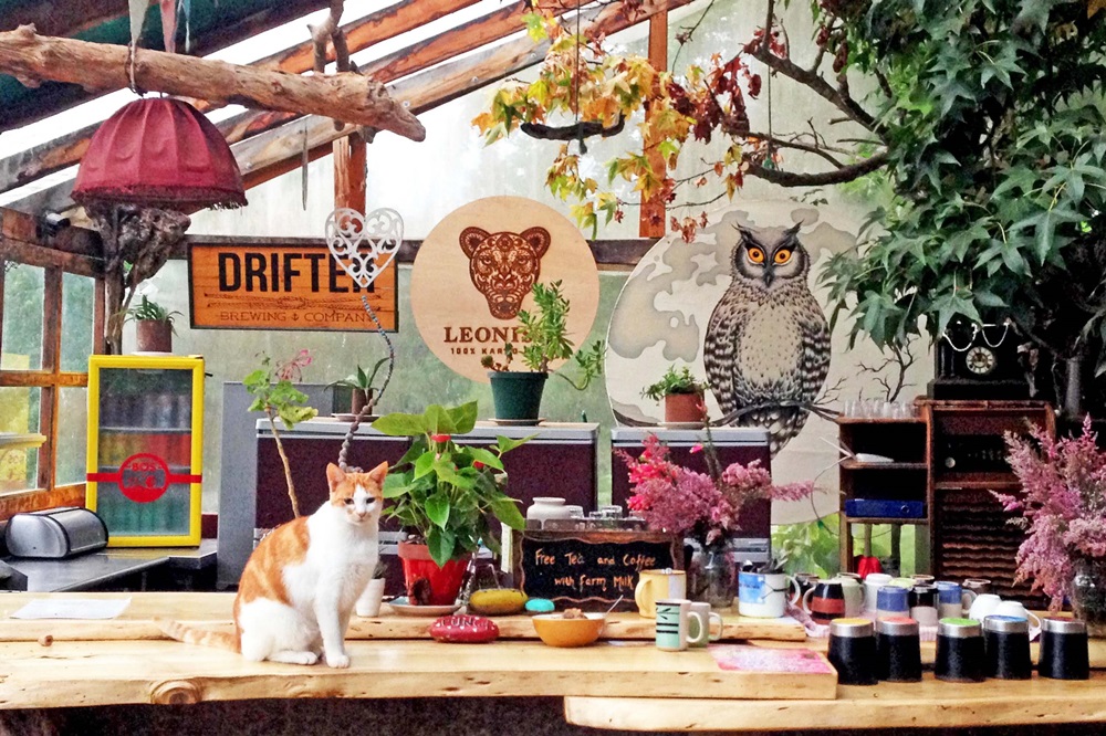 gemütliche Cafe-Bar mit Katze