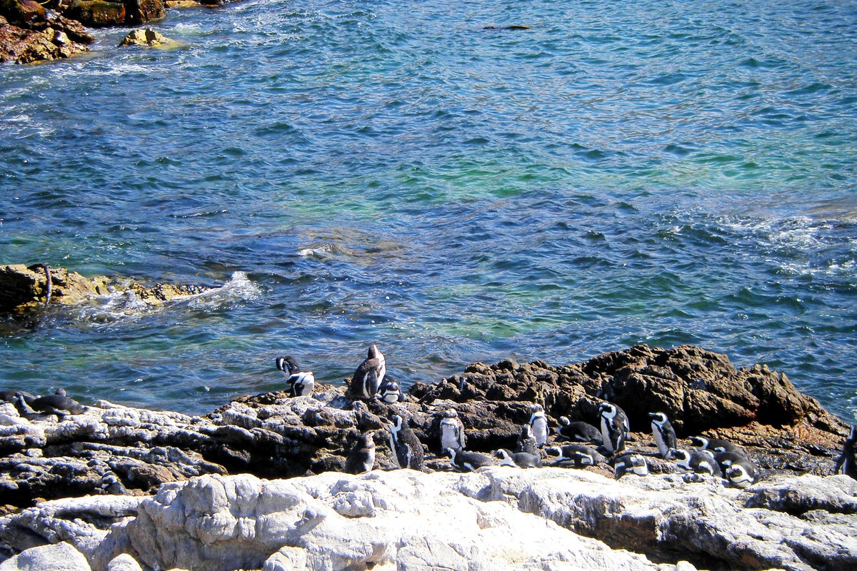 Pinguine am Meer