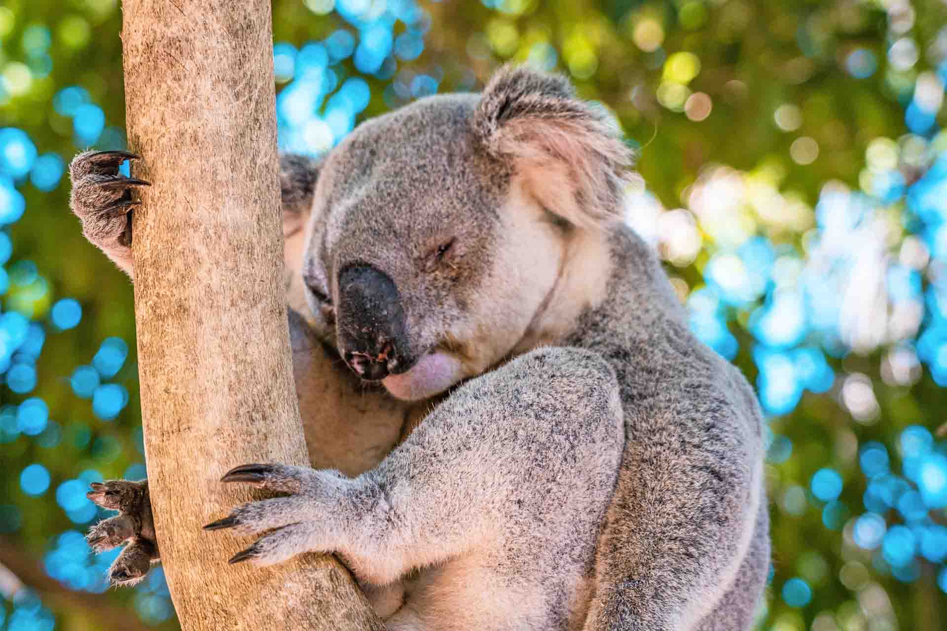 Koala mit Krallen