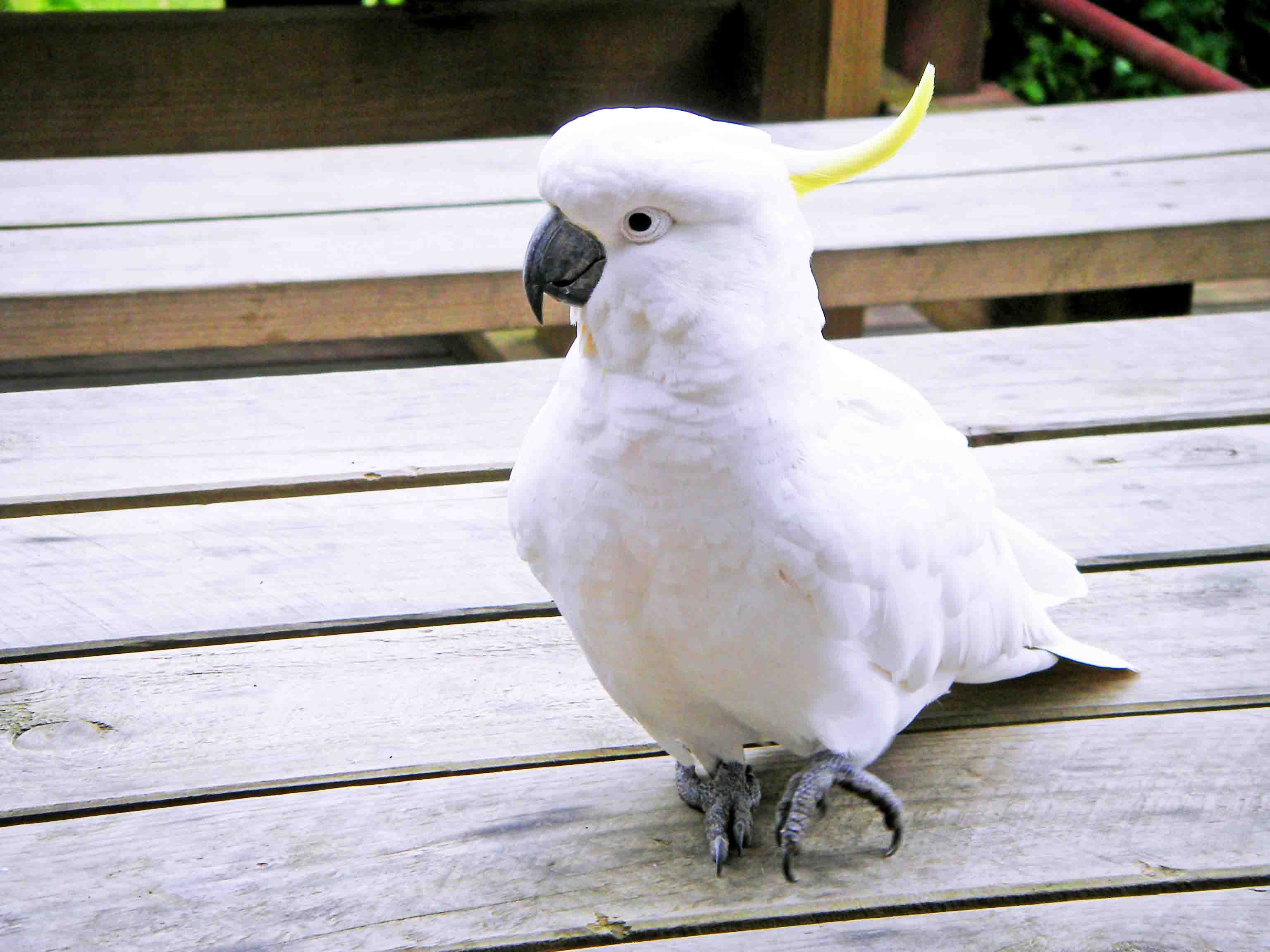 Kookaburra Vogel