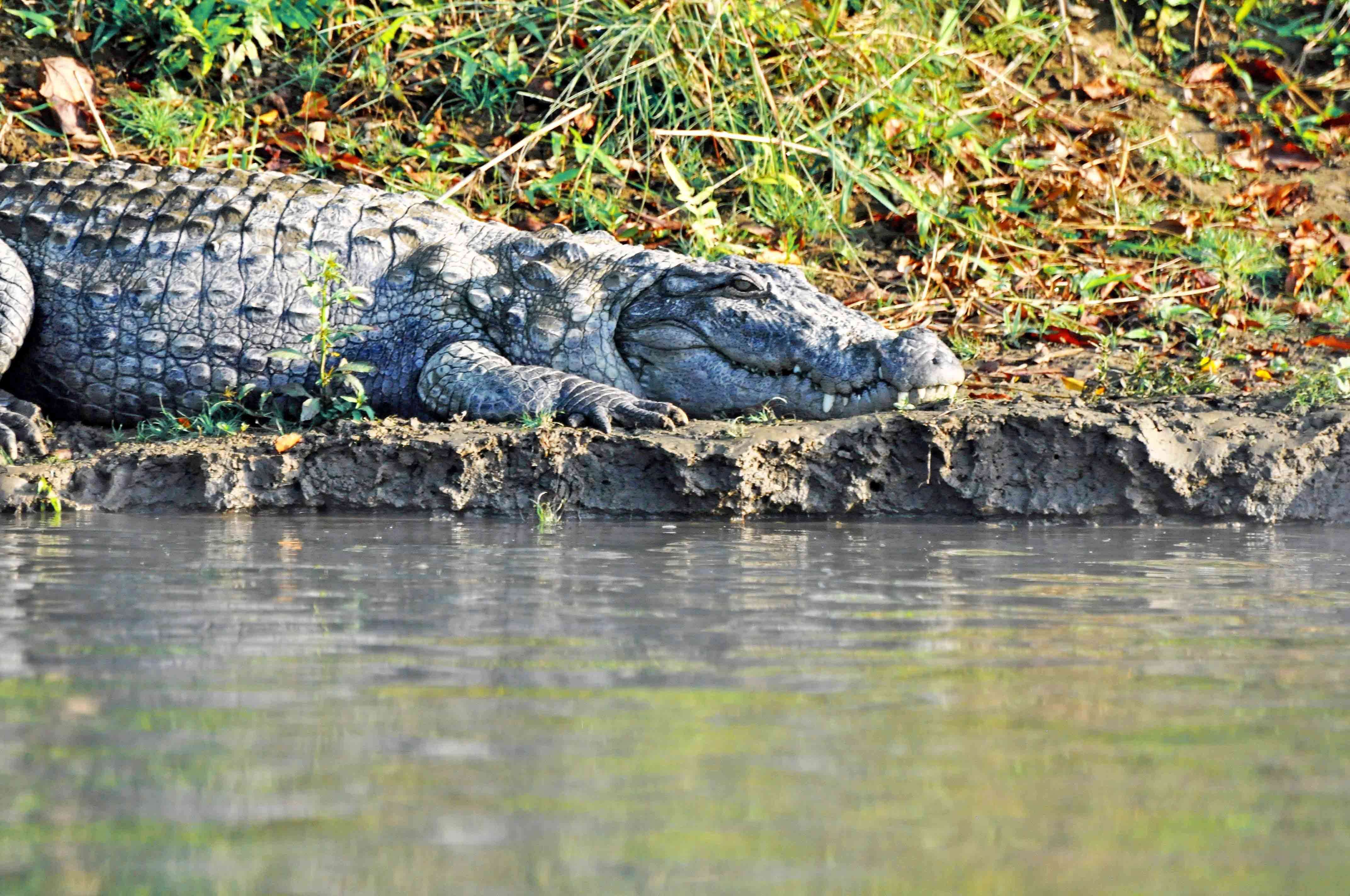 Krokodil im Chitwan National Park