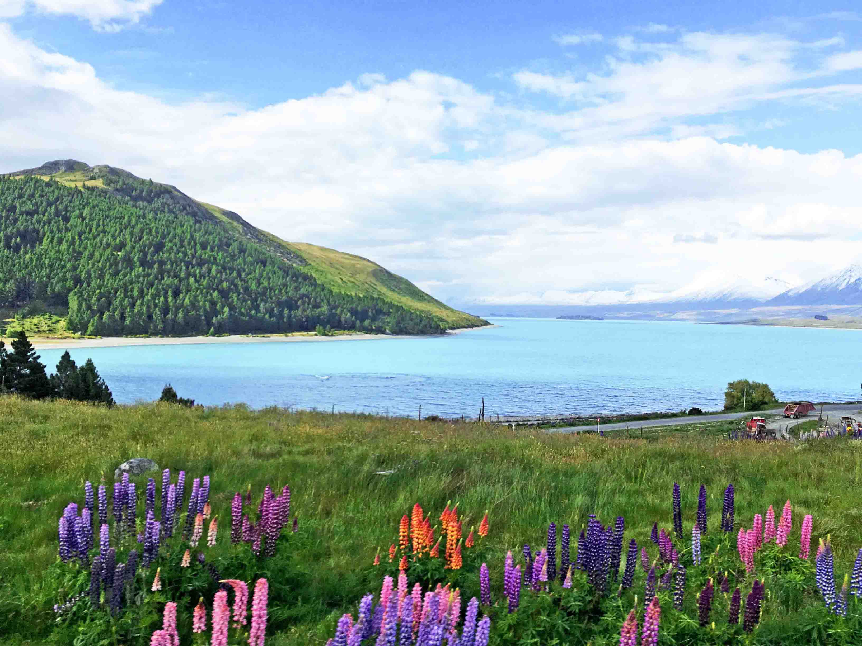 Blumenwiese Neuseeland