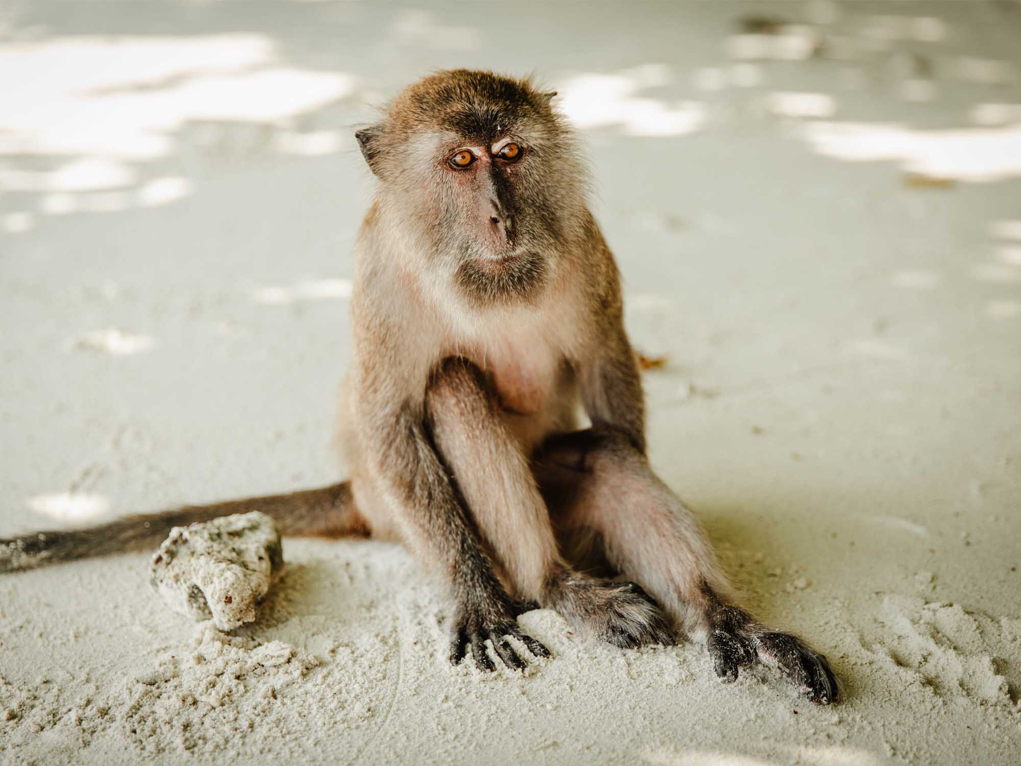 Affe in Süd-Thailand