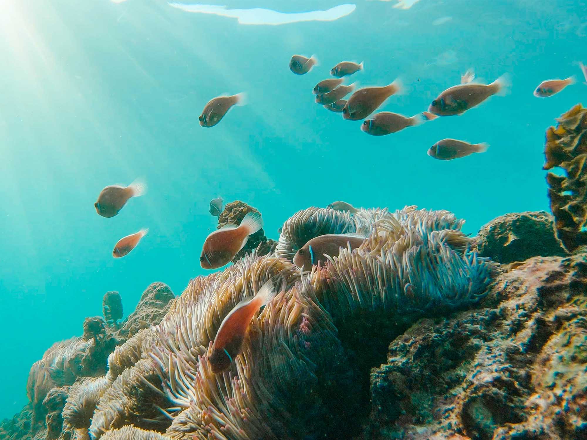 Koh Tao Fische Unterwasser